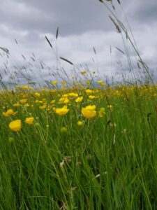 Het veld met gele bloemen
